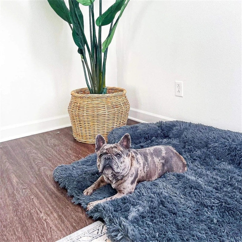Comfort & Wellness